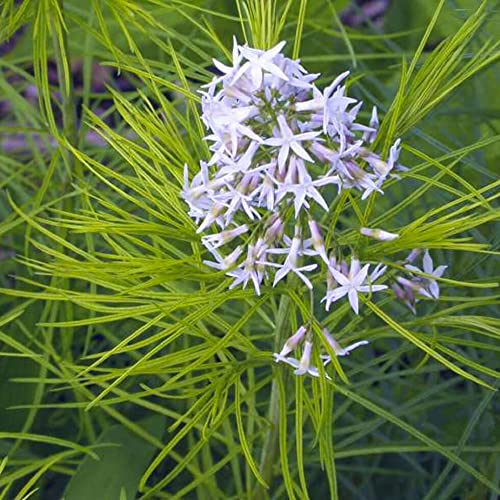 CHUXAY GARDEN 5 Seeds Amsonia Hubrichtii Seed,Narrowleaf Bluestar,Hubricht's Blue Star, Arkansas Bluebell Lovely White Herb Plant Native Wildflower Great for Garden