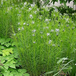 CHUXAY GARDEN 5 Seeds Amsonia Hubrichtii Seed,Narrowleaf Bluestar,Hubricht's Blue Star, Arkansas Bluebell Lovely White Herb Plant Native Wildflower Great for Garden