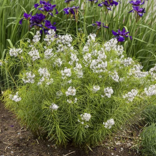 CHUXAY GARDEN 5 Seeds Amsonia Hubrichtii Seed,Narrowleaf Bluestar,Hubricht's Blue Star, Arkansas Bluebell Lovely White Herb Plant Native Wildflower Great for Garden