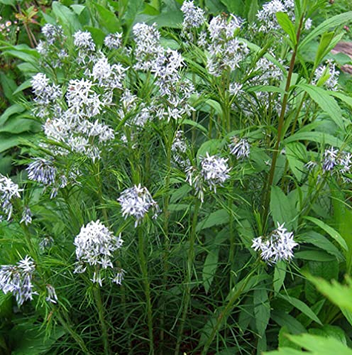 CHUXAY GARDEN 5 Seeds Amsonia Hubrichtii Seed,Narrowleaf Bluestar,Hubricht's Blue Star, Arkansas Bluebell Lovely White Herb Plant Native Wildflower Great for Garden