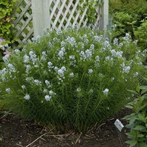 CHUXAY GARDEN 5 Seeds Amsonia Hubrichtii Seed,Narrowleaf Bluestar,Hubricht's Blue Star, Arkansas Bluebell Lovely White Herb Plant Native Wildflower Great for Garden