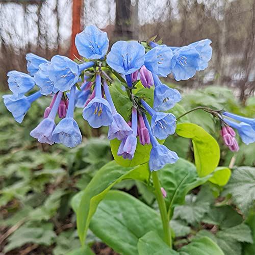 QAUZUY GARDEN Virginia Bluebells Seeds 10 Virginia Cowslip, Lungwort Oysterleaf, Mertensia Virginica, Attract Pollinators, Annual Native Wild Flower, Low-Maintenance