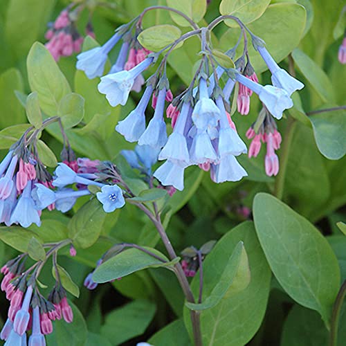 QAUZUY GARDEN Virginia Bluebells Seeds 10 Virginia Cowslip, Lungwort Oysterleaf, Mertensia Virginica, Attract Pollinators, Annual Native Wild Flower, Low-Maintenance