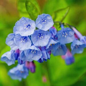 QAUZUY GARDEN Virginia Bluebells Seeds 10 Virginia Cowslip, Lungwort Oysterleaf, Mertensia Virginica, Attract Pollinators, Annual Native Wild Flower, Low-Maintenance