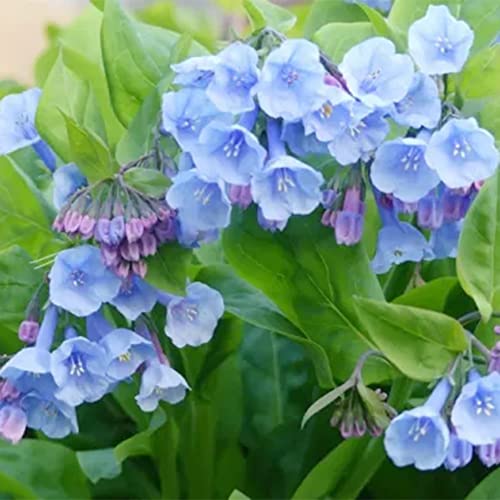 QAUZUY GARDEN Virginia Bluebells Seeds 10 Virginia Cowslip, Lungwort Oysterleaf, Mertensia Virginica, Attract Pollinators, Annual Native Wild Flower, Low-Maintenance