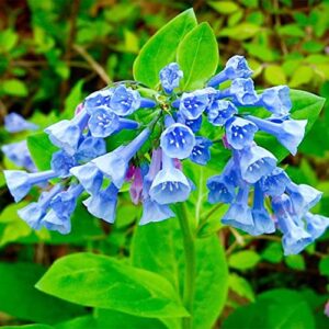 QAUZUY GARDEN Virginia Bluebells Seeds 10 Virginia Cowslip, Lungwort Oysterleaf, Mertensia Virginica, Attract Pollinators, Annual Native Wild Flower, Low-Maintenance