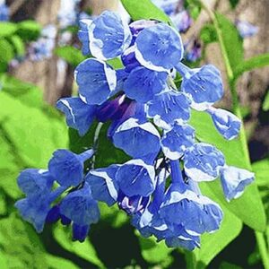 QAUZUY GARDEN Virginia Bluebells Seeds 10 Virginia Cowslip, Lungwort Oysterleaf, Mertensia Virginica, Attract Pollinators, Annual Native Wild Flower, Low-Maintenance