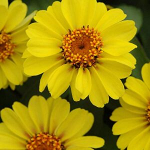 outsidepride zinnia profusion yellow heat & drought tolerant garden cut flowers – 50 seeds