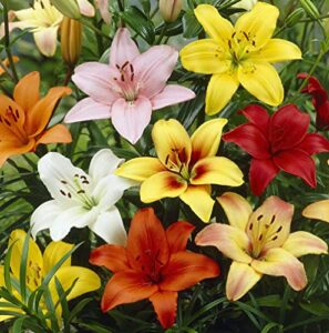 votaniki asiatic mix lily flower bulbs – vibrant flowers for any garden | perfect for cut flowers and naturalizing – perennial lily flower bulbs (4 pack)
