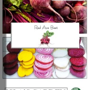 Red Ace Beet Seeds, 100 Seeds Per Packet, Non GMO Seeds Scientific Name: Beta vulgaris, Isla's Garden Seeds