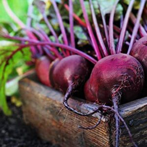 Red Ace Beet Seeds, 100 Seeds Per Packet, Non GMO Seeds Scientific Name: Beta vulgaris, Isla's Garden Seeds