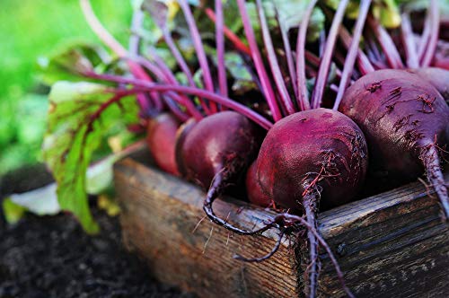 Red Ace Beet Seeds, 100 Seeds Per Packet, Non GMO Seeds Scientific Name: Beta vulgaris, Isla's Garden Seeds