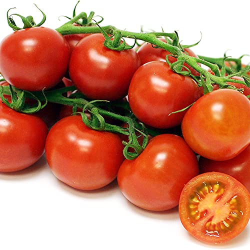 QAUZUY GARDEN 50 Seeds Tomato Seeds Exotic Sweet Vine Tomatoes Fruit Vegetables Plant Seed- Organic No-GMO Tomato Seeds- Fast Grow & Harvest