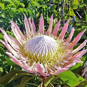 yegaol garden 60pcs protea cynaroides seeds king protea seeds cape artichoke flower seeds evergreen cut flowers deer resistant drought tolerant beds borders patio containers