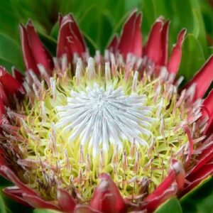 YEGAOL Garden 60Pcs Protea Cynaroides Seeds King Protea Seeds Cape Artichoke Flower Seeds Evergreen Cut Flowers Deer Resistant Drought Tolerant Beds Borders Patio Containers