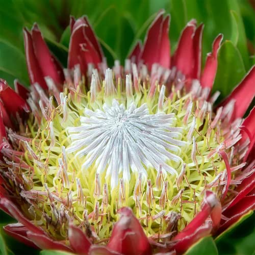 YEGAOL Garden 60Pcs Protea Cynaroides Seeds King Protea Seeds Cape Artichoke Flower Seeds Evergreen Cut Flowers Deer Resistant Drought Tolerant Beds Borders Patio Containers