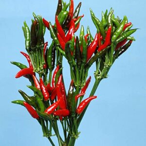 pepper seeds – hot – japanese – yatsufusa – 500 mg packet ~115 seeds – non-gmo, heirloom – asian garden vegetable