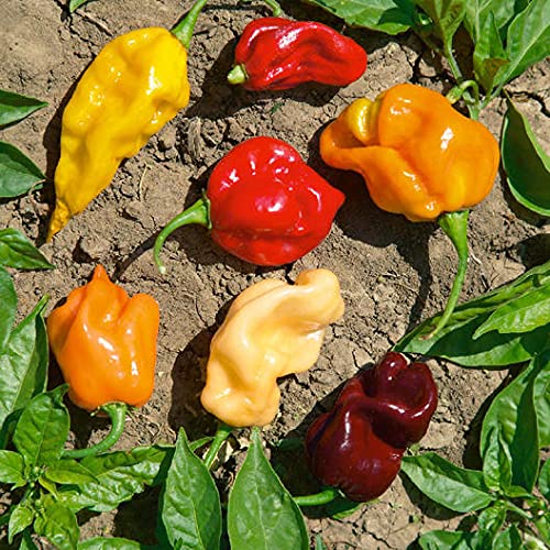 David's Garden Seeds Pepper Hot Habbanero Caribbean Mix FBA-00059 (Multi) 25 Non-GMO, Heirloom Seeds