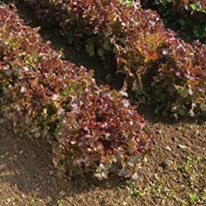 Salad Bowl Red Leaf Lettuce Seeds for Planting, 1000+ Heirloom Seeds Per Packet, (Isla's Garden Seeds), Non GMO Seeds, Botanical Name: Lactuca Sativa