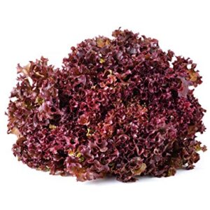 Salad Bowl Red Leaf Lettuce Seeds for Planting, 1000+ Heirloom Seeds Per Packet, (Isla's Garden Seeds), Non GMO Seeds, Botanical Name: Lactuca Sativa