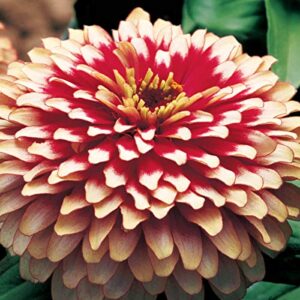 Outsidepride Zinnia Swizzle Cherry Ivory Heat & Drought Tolerant Garden Cut Flowers - 30 Seeds