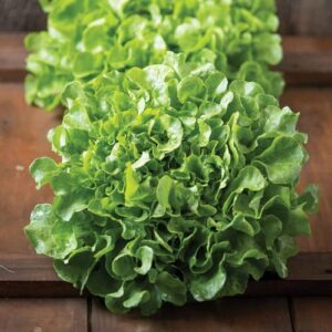chuxay garden oakleaf lettuce,green oak leaf lettuce seed 100 seeds green non-gmo organic vegetable healthy delicious vegetable fast growing