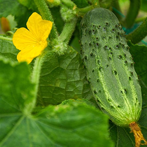 Bush Pickle Cucumber Garden Seeds - 3 g Packet ~100 Seeds - Non-GMO, Heirloom, Pickling, Vegetable Gardening Seed