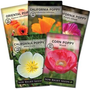 sow right seeds – poppy flower seeds collection to plant – corn, oriental, purple gleam, california orange, and white linen varieties for planting and growing a beautiful garden; non-gmo heirloom seed