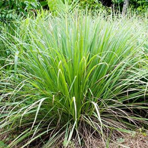 yegaol garden 125pcs lemongrass seeds cymbopogon citratus edible ornamental cooking fast-growing fragrant drought tolerant perennial annual potted patio border garden plant herb seeds