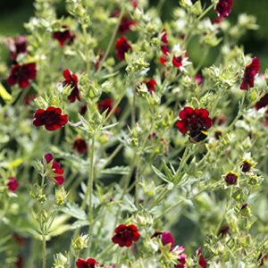 david’s garden seeds wildflower cinquefoil scarlet fba-4165 (red) 200 non-gmo, heirloom seeds