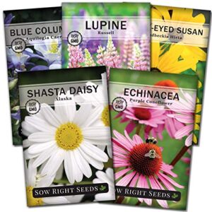 sow right seeds – perennial flower garden collection for planting – russell lupine, black-eyed susan, shasta daisy, purple coneflower, and blue columbine; heirloom seeds, wonderful gardening gift