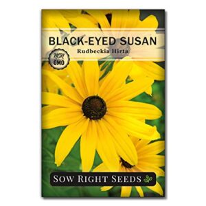 Sow Right Seeds - Perennial Flower Garden Collection for Planting - Russell Lupine, Black-Eyed Susan, Shasta Daisy, Purple Coneflower, and Blue Columbine; Heirloom Seeds, Wonderful Gardening Gift