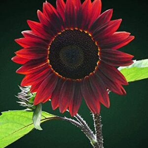 100+ Chocolate Sunflower Seeds for Planting - Attractive and Easy to Grow - Made in USA