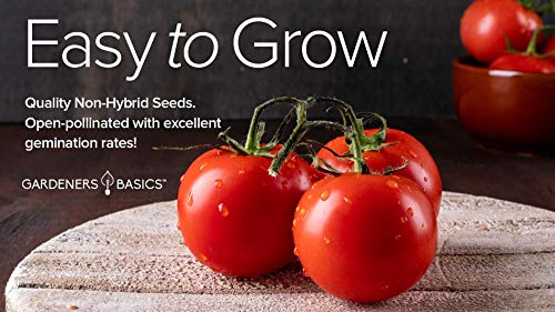 Ace 55 VF Tomato Seeds for Planting Heirloom Non-GMO Seeds for Home Garden Vegetables Makes a Great Gift for Gardening by Gardeners Basics