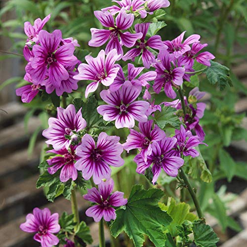 Outsidepride Malva Sylvestris French Hollyhock Zebrina Plant Garden Flower Seed - 1000 Seeds