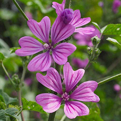 Outsidepride Malva Sylvestris French Hollyhock Zebrina Plant Garden Flower Seed - 1000 Seeds