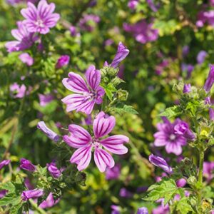 Outsidepride Malva Sylvestris French Hollyhock Zebrina Plant Garden Flower Seed - 1000 Seeds