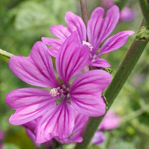 Outsidepride Malva Sylvestris French Hollyhock Zebrina Plant Garden Flower Seed - 1000 Seeds