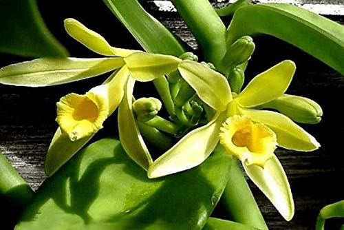 Vanilla Planifolia Orchid Cutting 2 Feet Tall Live in Pot Outdoors Planting Ornaments Perennial Garden Simple to Grow Pots Gifts