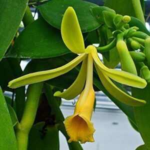 Vanilla Planifolia Orchid Cutting 2 Feet Tall Live in Pot Outdoors Planting Ornaments Perennial Garden Simple to Grow Pots Gifts