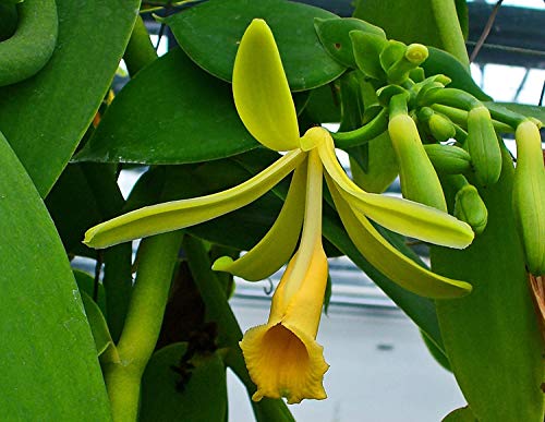 Vanilla Planifolia Orchid Cutting 2 Feet Tall Live in Pot Outdoors Planting Ornaments Perennial Garden Simple to Grow Pots Gifts