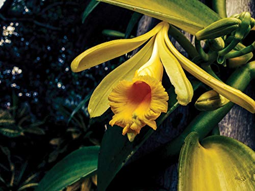 Vanilla Planifolia Orchid Cutting 2 Feet Tall Live in Pot Outdoors Planting Ornaments Perennial Garden Simple to Grow Pots Gifts