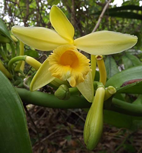 Vanilla Planifolia Orchid Cutting 2 Feet Tall Live in Pot Outdoors Planting Ornaments Perennial Garden Simple to Grow Pots Gifts