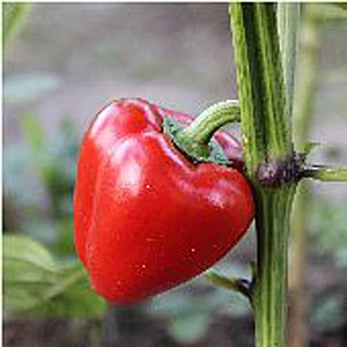 Pimento L Sweet Peppers Seeds (20+ Seeds) | Non GMO | Vegetable Fruit Herb Flower Seeds for Planting | Home Garden Greenhouse Pack