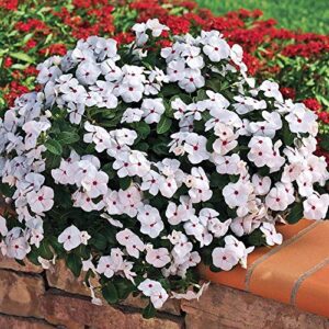 outsidepride vinca periwinkle cascade polka dot garden flower, ground cover, & container plants – 50 seeds