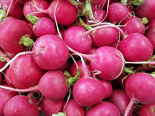 Pink Celebration Radish Seeds, 100+ Heirloom Seeds Per Packet, (Isla's Garden Seeds), Non GMO Seeds, Botanical Name: Raphanus sativus