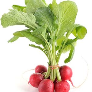 Pink Celebration Radish Seeds, 100+ Heirloom Seeds Per Packet, (Isla's Garden Seeds), Non GMO Seeds, Botanical Name: Raphanus sativus