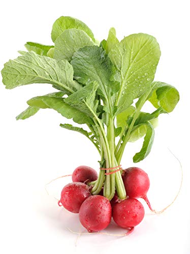 Pink Celebration Radish Seeds, 100+ Heirloom Seeds Per Packet, (Isla's Garden Seeds), Non GMO Seeds, Botanical Name: Raphanus sativus