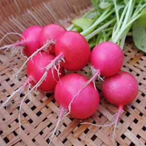 Pink Celebration Radish Seeds, 100+ Heirloom Seeds Per Packet, (Isla's Garden Seeds), Non GMO Seeds, Botanical Name: Raphanus sativus