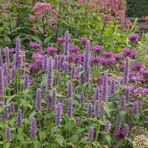 outsidepride agastache anise hyssop herb garden plant seed – 10000 seeds